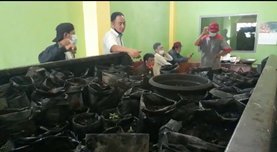 budidaya tanaman ganja