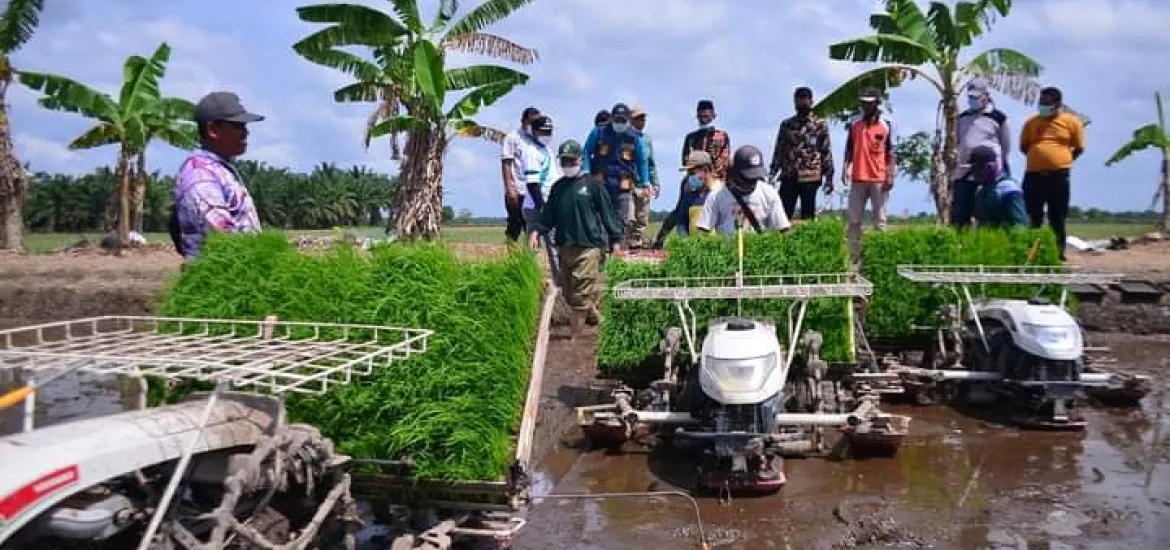 Pemerintah Kota Pekanbaru Kenalkan Padi Jenis Baru ke Para Petani Bunga Raya Siak