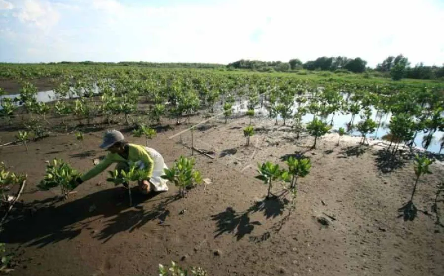Gubernur Riau ajak masyarakat restorasi gambut dan mangrove